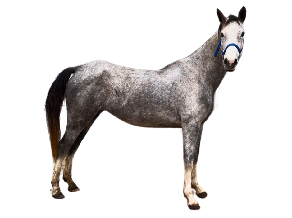 Malita RP Z — Mare · 7y