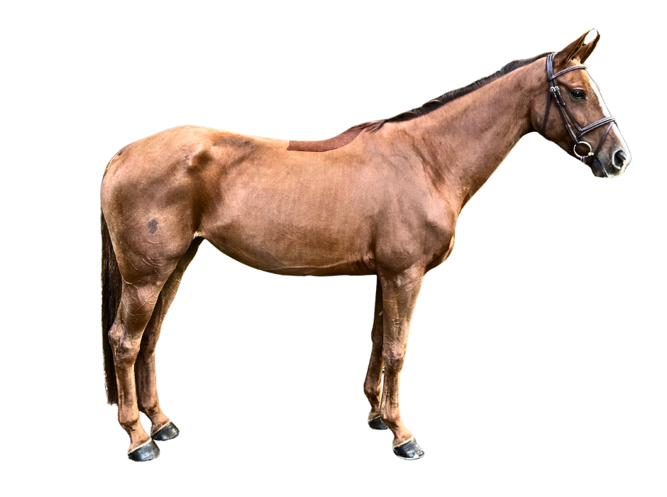 Qenice van Orshof — Mare · 10y