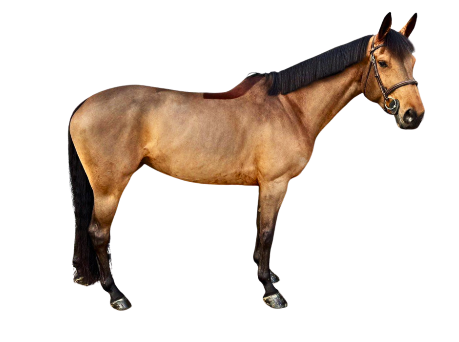 Rinusha van den Bakker — Mare · 9y