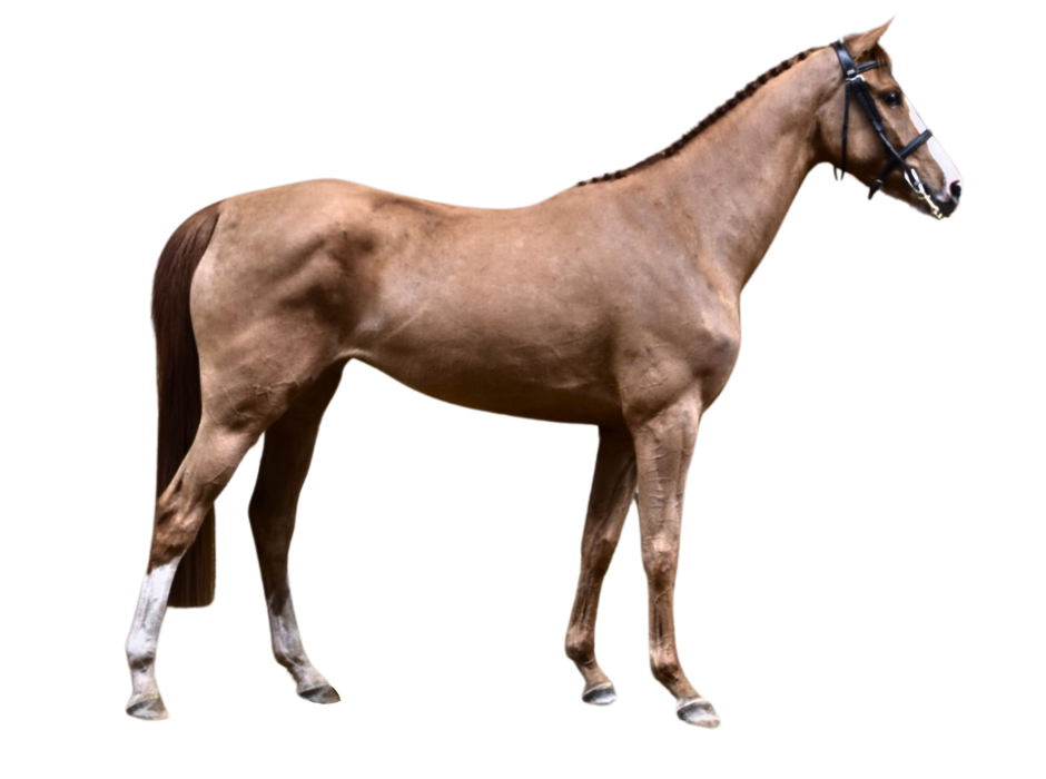 Taradja van Orshof — Mare · 7y