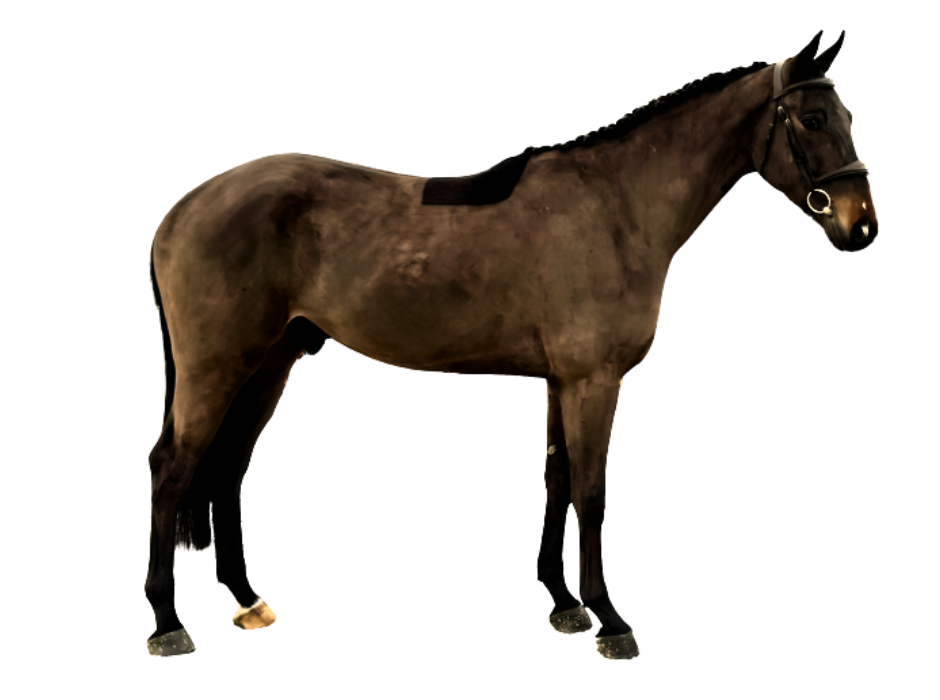 Osgi Av Z — Gelding · 5y