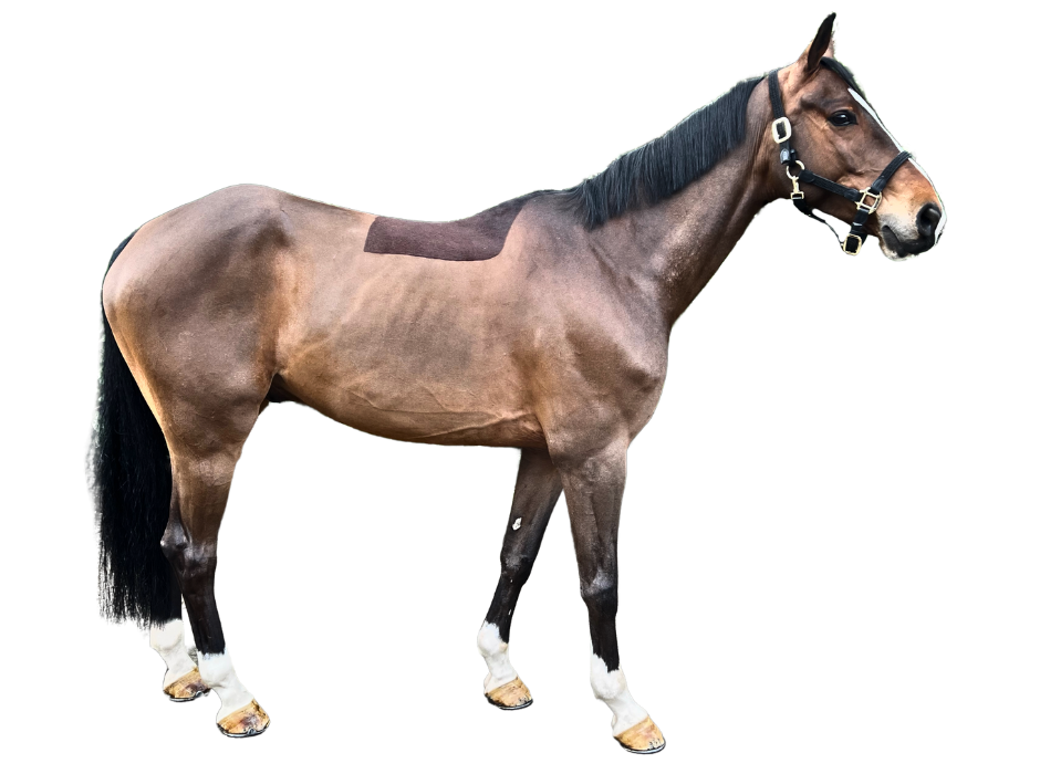 For Cornet Blue — Gelding · 9y