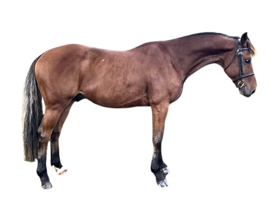 Royal Crown van Orshof — Gelding · 9y