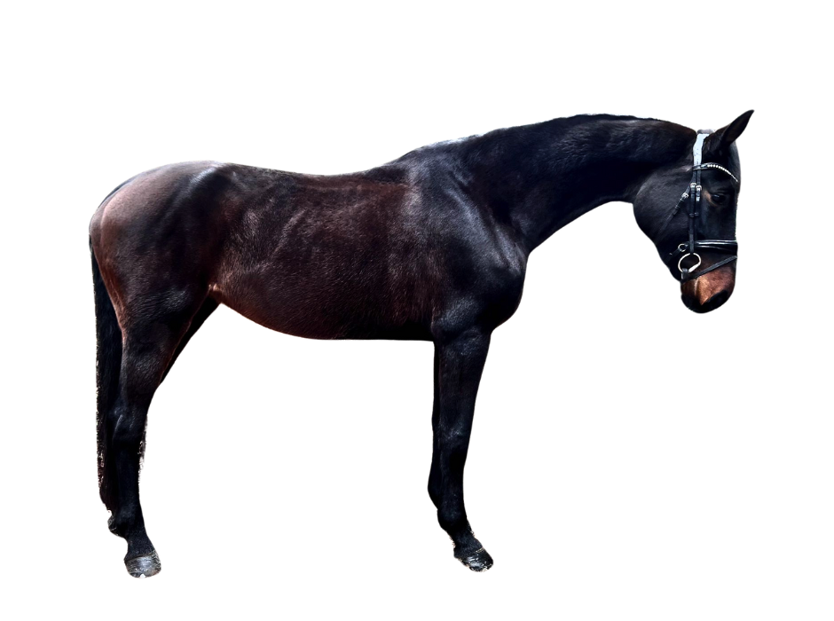 Chloé HP — Mare · 8y