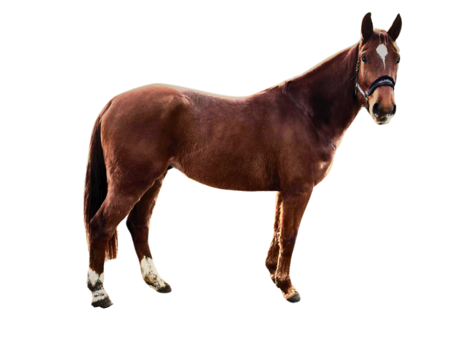Vingino VP — Gelding · 5y