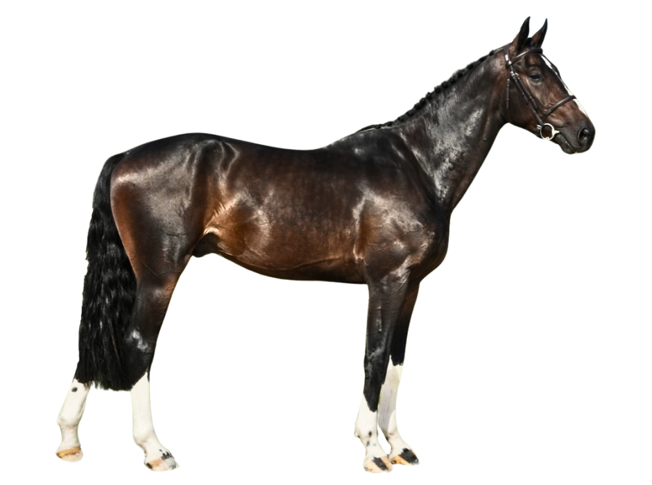 Pontcarral Sitte — Gelding · 5y
