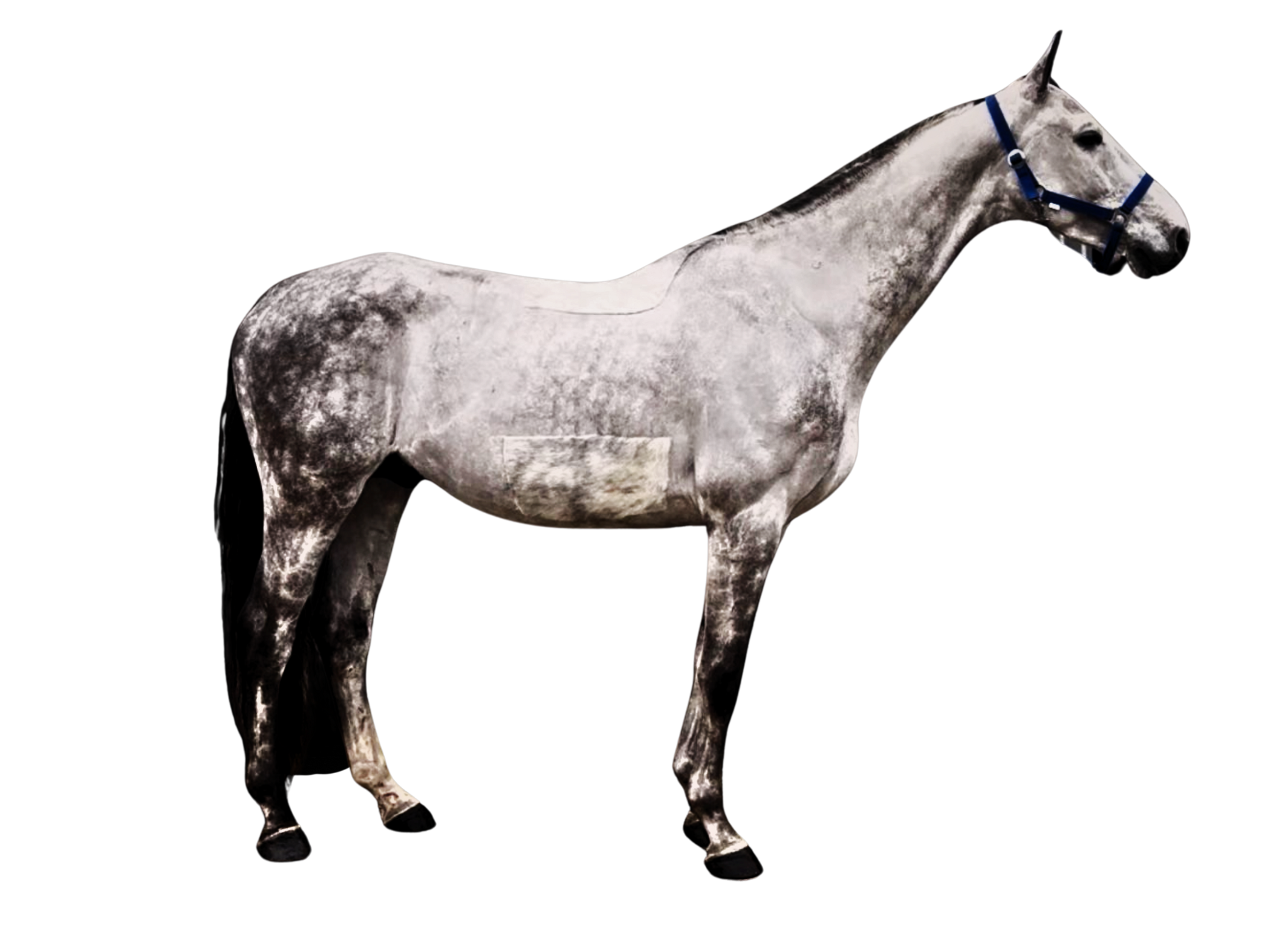 Tjomme-Boy SDS — Stallion · 7y