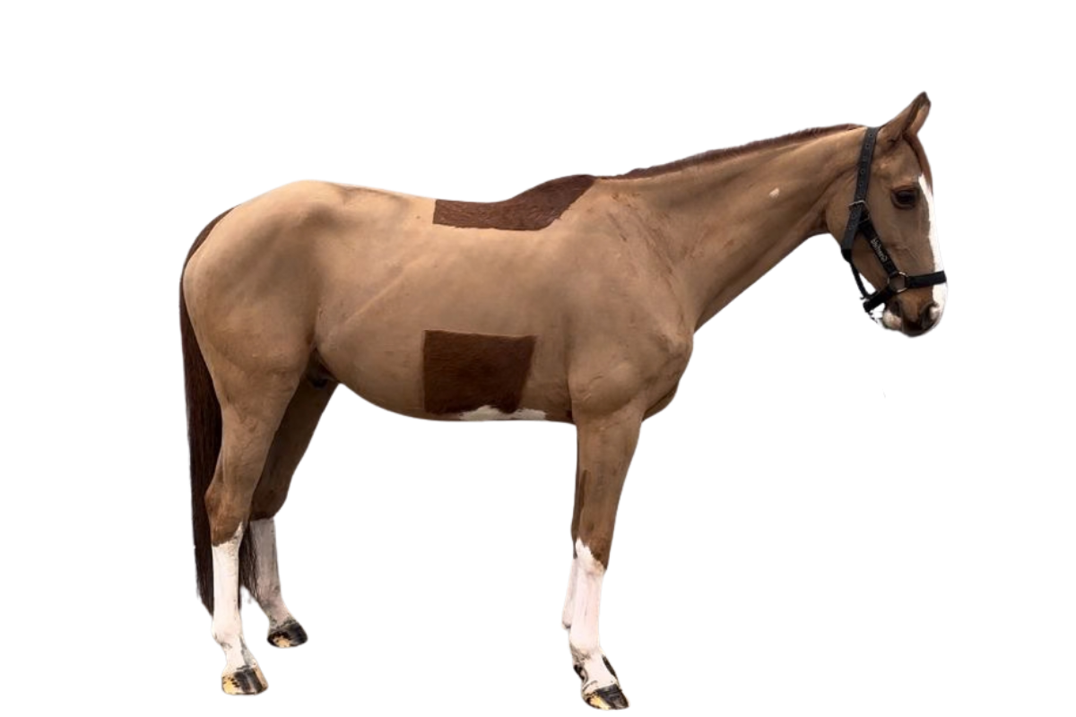 Qantreaux Van 'T Meyershof — Gelding · 10y